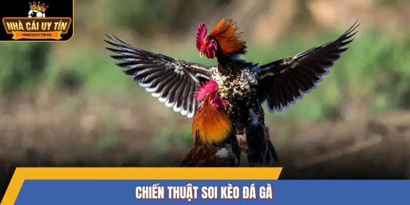 Chiến thuật soi kèo đá gà