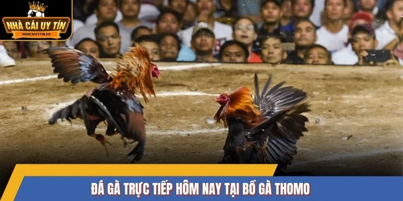 Đá gà trực tiếp hôm nay tại bồ gà Thomo